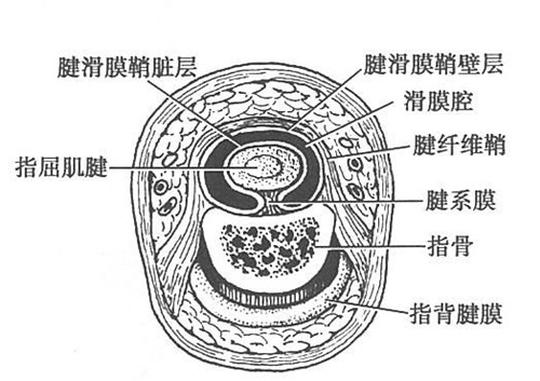 其病理改变主要是腱周组织出现炎性细胞,病变日久可引起肌腱的胶原