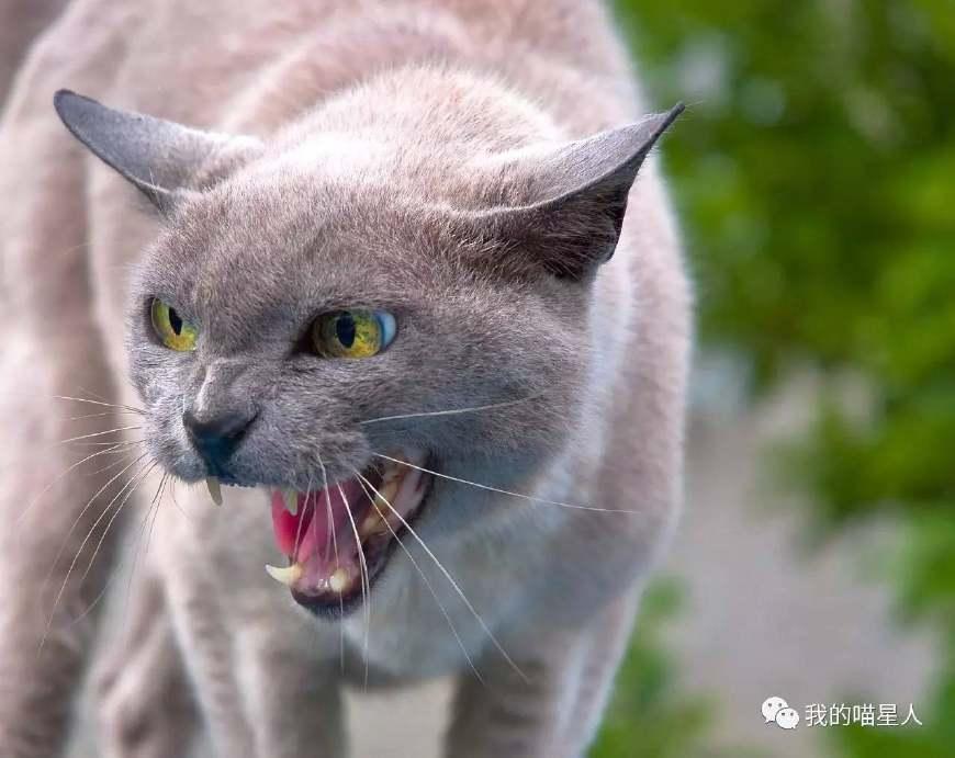 猫咪|生气|愤怒_新浪新闻