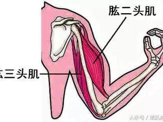 肱三头肌训练,比二头肌需要更多的时间训练!|肱三头肌|训练|三头肌|肱二头肌|重量_新浪新闻