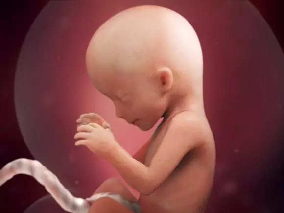 怀孕六个月女胎儿图片图片