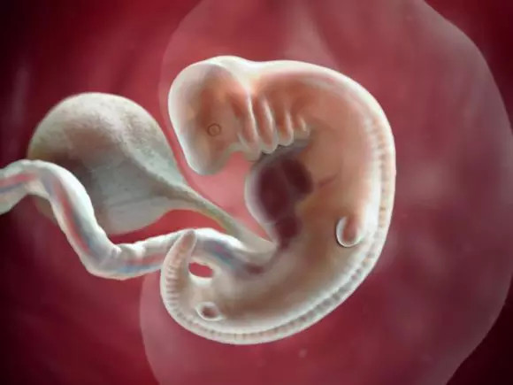 胎儿发育全程高清图原来胎宝这样成长的