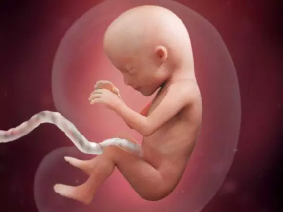 怀孕22周b超图男孩器官图片