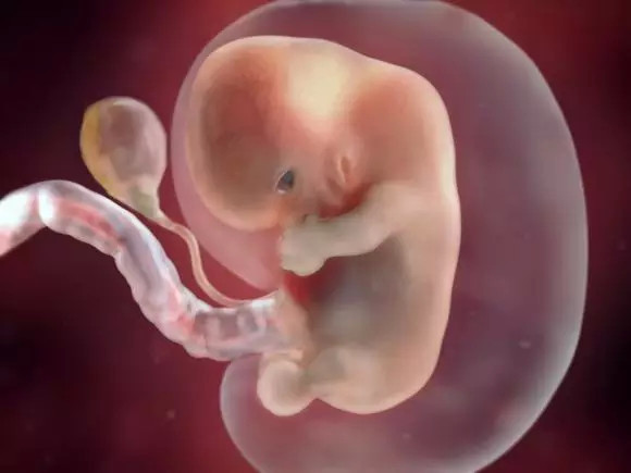 胎儿发育全程高清图原来胎宝这样成长的