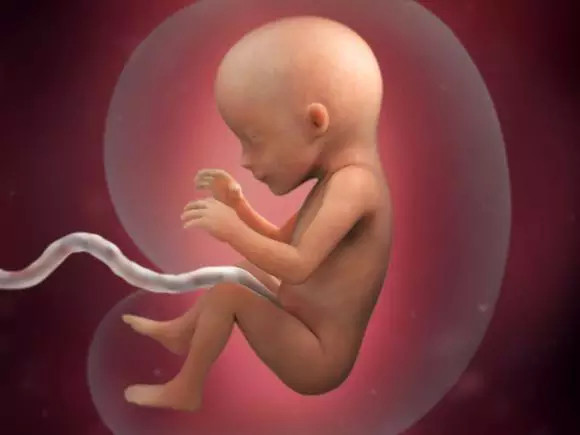 孕17周b超男宝图片图片