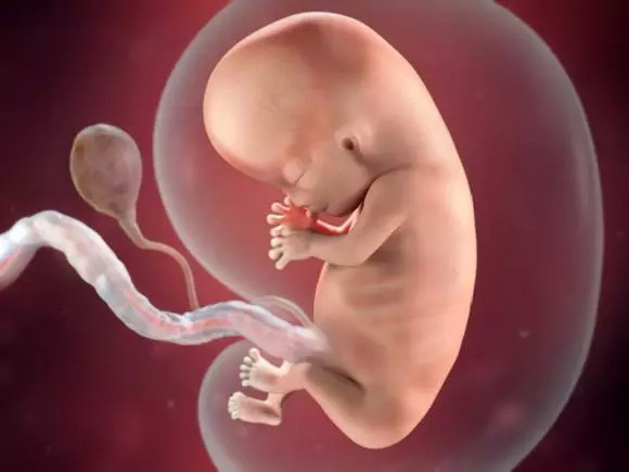 83天的胎儿发育图图片