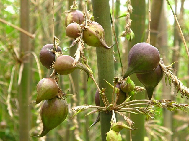 农村深山竹子会"开花结果" 果子被村民认为不吉利