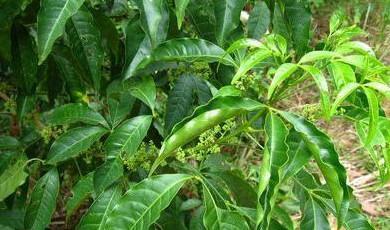 这种植物治扁桃体炎,有祛风除湿的效果|扁桃体炎|三叉苦|脉诊_新浪