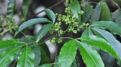 这种植物治扁桃体炎,有祛风除湿的效果|扁桃体炎|三叉苦|脉诊_新浪