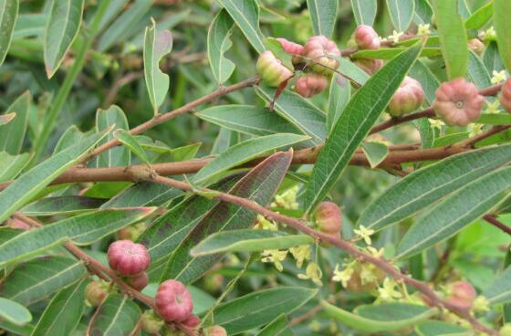 这种叶子治疗胃肠炎好,看看具体的秘方|胃肠炎|算盘子|中药_新浪新闻