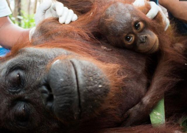 母猩猩倒地不醒,小猩猩抱紧她久久不愿离去