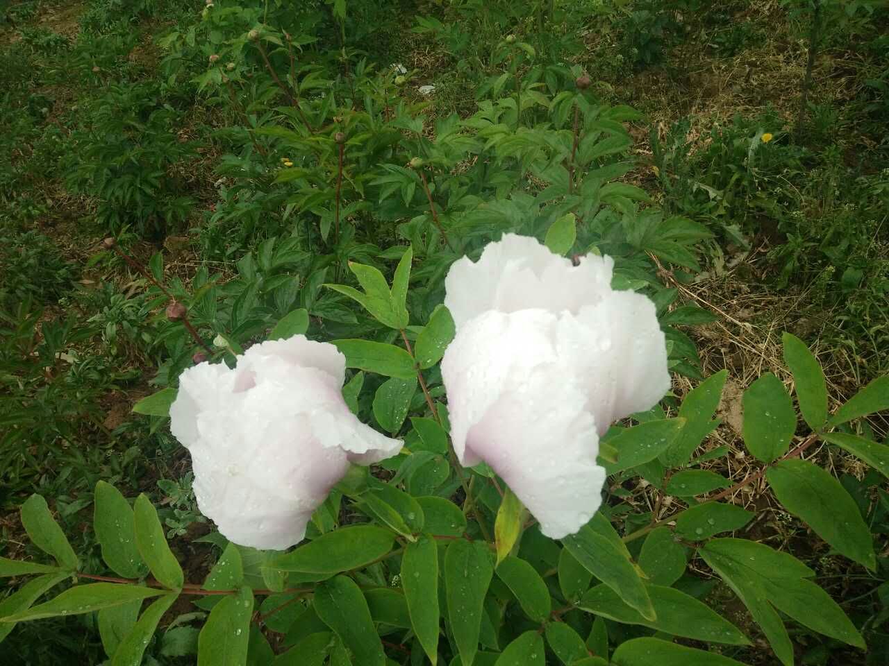 邓州市首届芍药节快来了,就在下周六!_新浪看点
