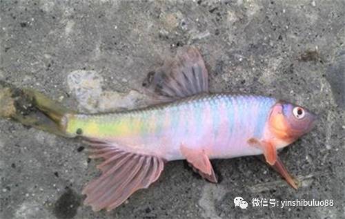 小时候经常去抓它,用油炸了吃|桃花|斑鱼|味道_新浪新闻