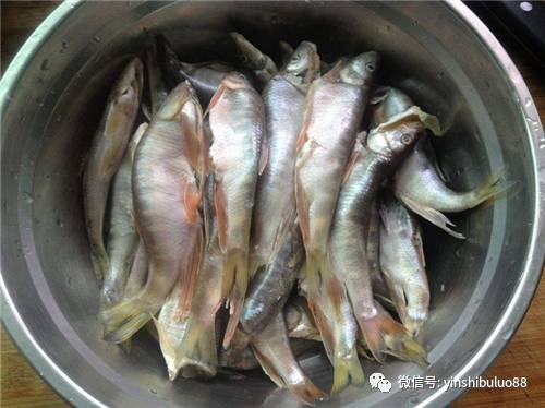 这种鱼谁见过小时候经常去抓它用油炸了吃