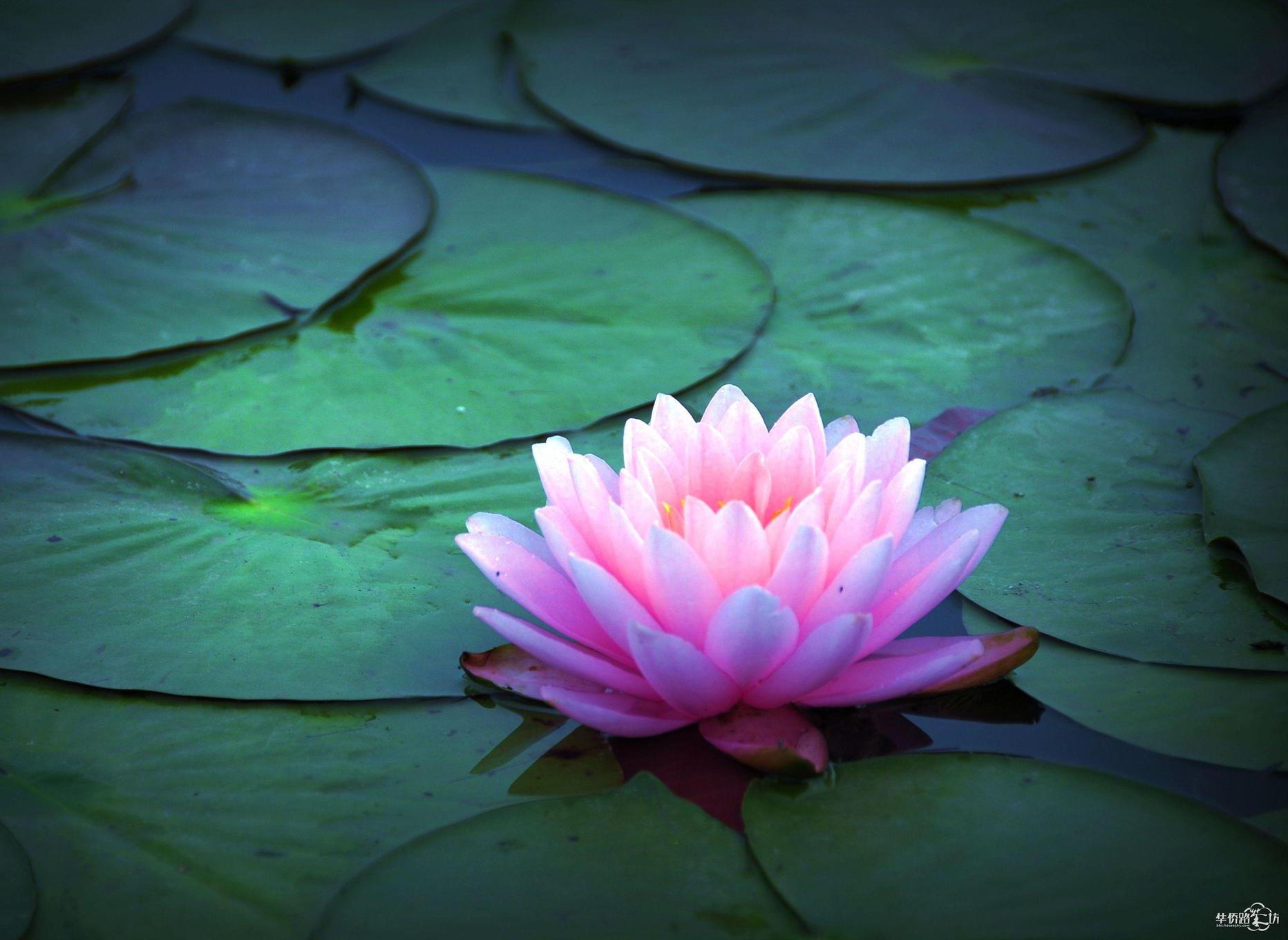 青年莲花和莲花汽车什么关系 青年莲花汽车是哪个国家生产的