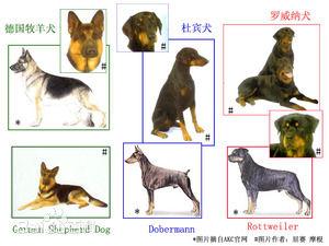 犬类界的精英，我相信能成为警犬的一定都是有实力的|警犬|精英|犬类_新浪新闻
