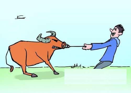 嵩县一男子夜行十几公里,将偷的牛卖掉,次日被抓获