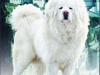 藏獒古老的珍稀犬种,雪獒那就是珍稀中的珍品|珍稀|雪獒|藏獒|犬种|珍品_新浪新闻