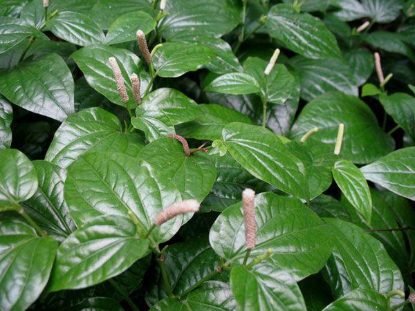 胃病肠炎腹泻,吸收不好,这棵野草调理肠胃不得了!