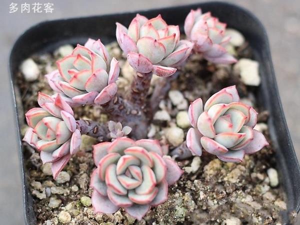 漂亮多肉植物系列 凌波仙子 一颗小小桩