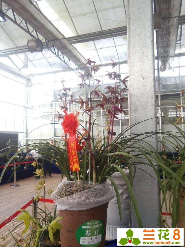 2017年贵州毕节蕙兰展特金奖之传奇