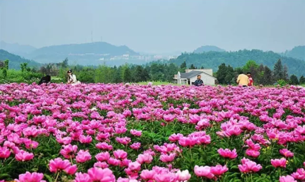 下个周末 成都德阳中江芍药花盛开 五一不容错过!