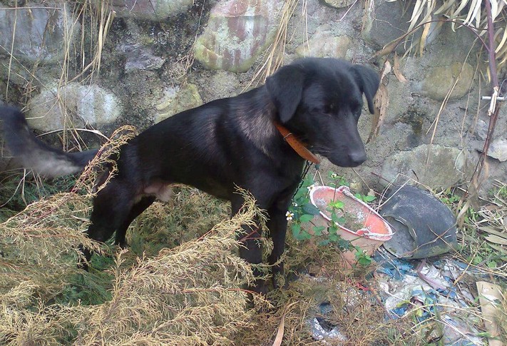 彝族独有撵山狗上山打野,堪称半野生状态的好猎狗!
