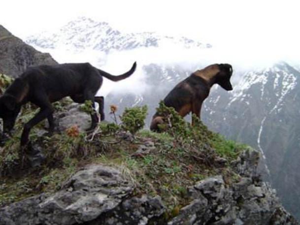 彝族独有撵山狗上山打野,堪称半野生状态的好猎狗!
