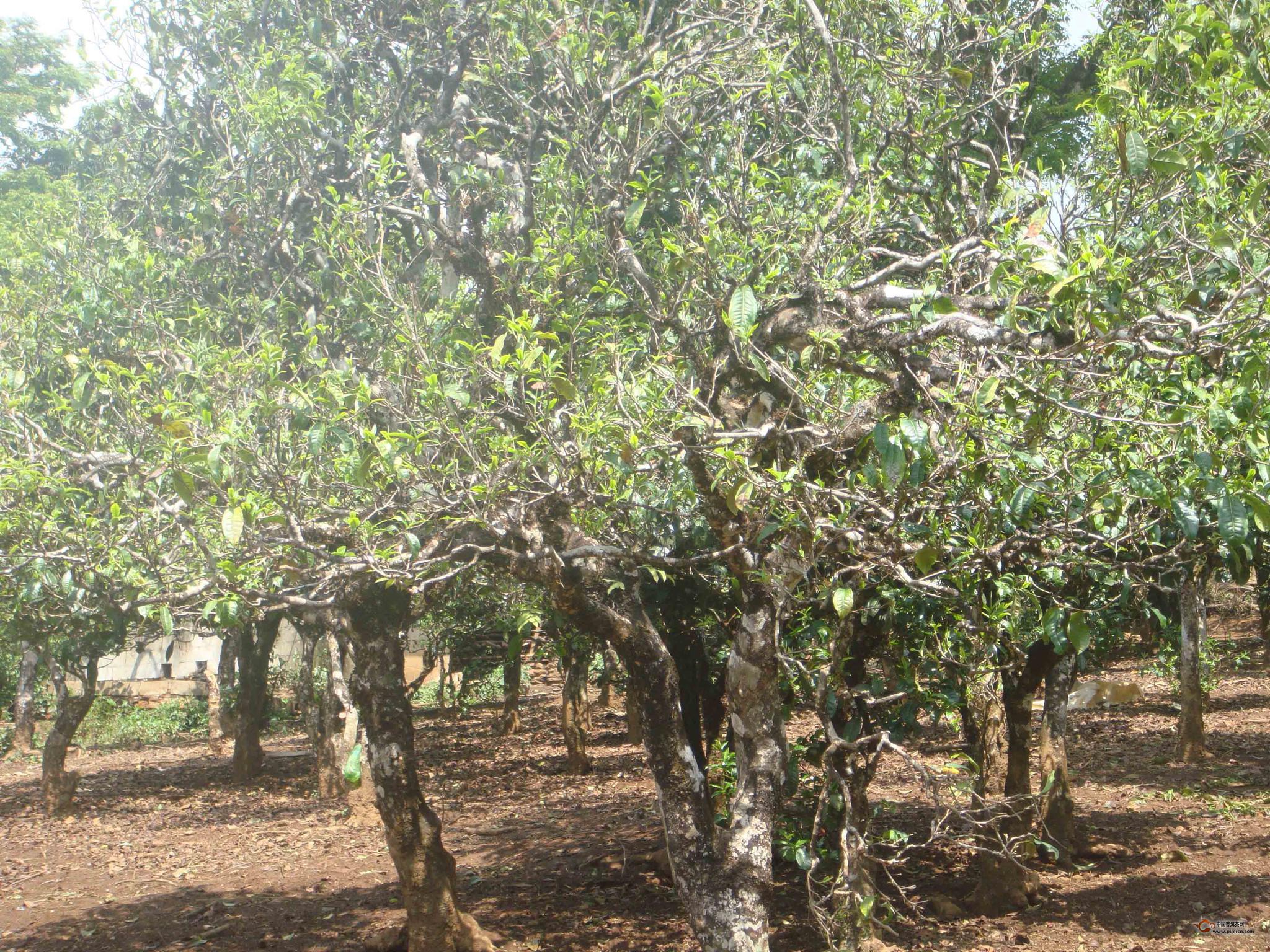 普洱茶树最适宜生长的环境条件