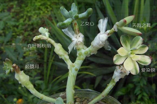 玩转多肉植物 多肉植物繁殖方法 学会秒变大户