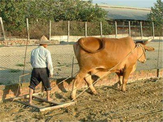 犁耙耧锄叉叼镢,这些东西是70后80后们心底珍藏的宝!