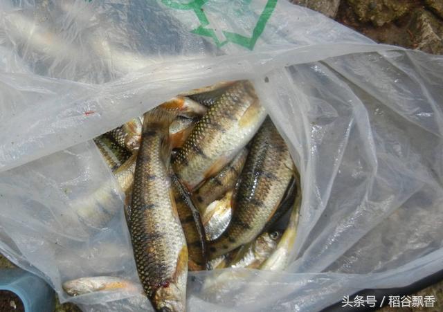 农村河里消失的这种鱼,小时候钓过么?