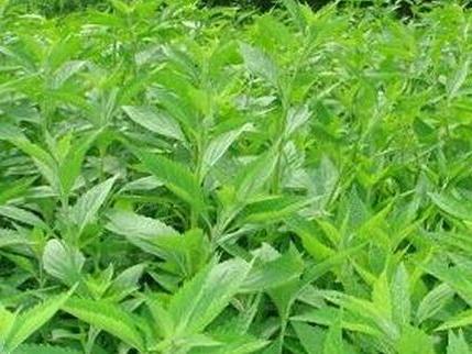 奶奶经常头晕乏力,用过它之后,头晕没了