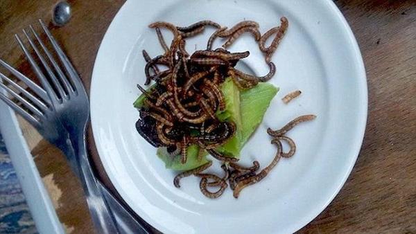 蝗虫在云南和广东地区比较常见,但这个看着像蚯蚓的米虫,实在是难以下