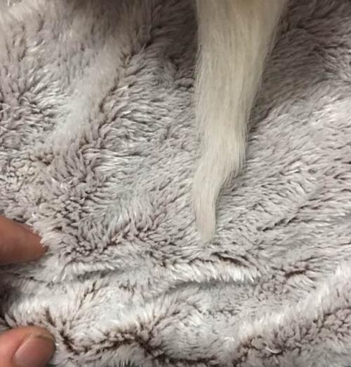 网友花费3万买了一只"折尾猫",看起来跟土猫没啥区别