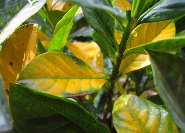 栀子花黄化病怎么解决,这些问题你一定要知道