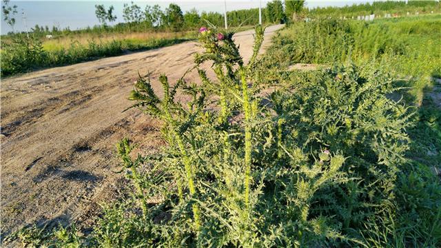 农村这个浑身长满刺野草,牲口都不敢吃,癣疮的良药