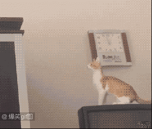 猫GIF : 据说，猫在起跳前都是经过精心计算的！