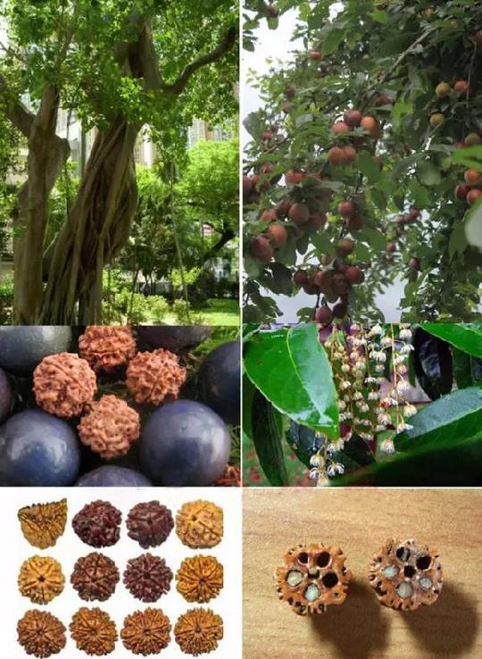 总结:要相信科学,金刚树不是自虐狂,也需要好的自然环境 好的自我基因