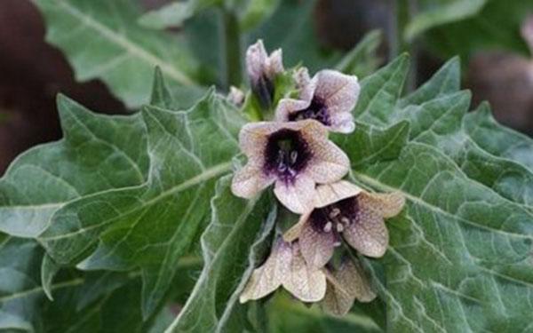 (《内蒙古中草药》)③治牙疼:莨菪叶少许,混烟叶中,吸(烟)含口内.