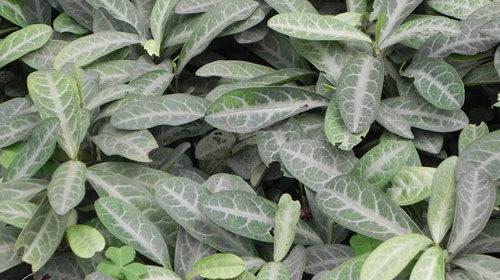 爷爷多年的哮喘好了因为用它治疗