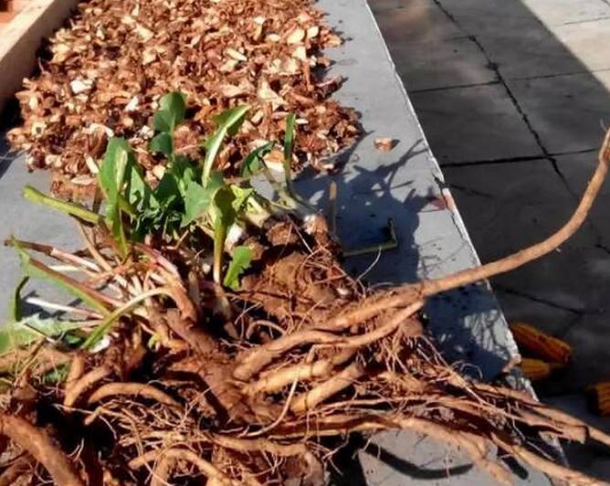 自制护肝茶——蒲公英玉兰茶(适合男性饮用)