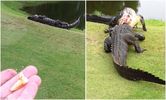 两只鳄鱼上演生死对决 牙都打掉了