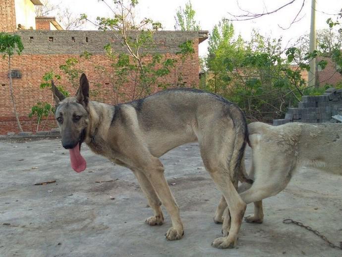 路上偶遇行事大狼青,几月之后手捧狗崽暖人心