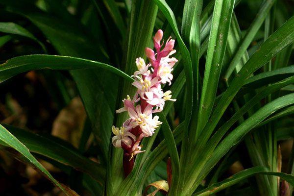 洋吉祥草,解晕草,广东万年青,松寿兰,结实兰,竹叶草,竹叶青,佛顶珠