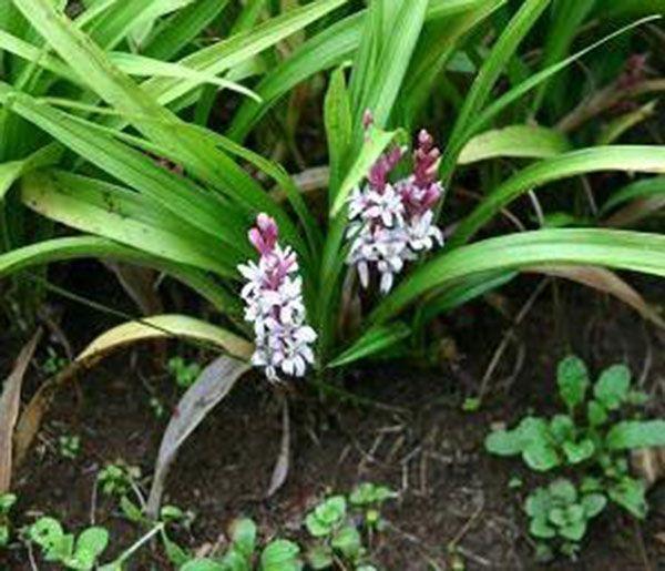 洋吉祥草,解晕草,广东万年青,松寿兰,结实兰,竹叶草,竹叶青,佛顶珠