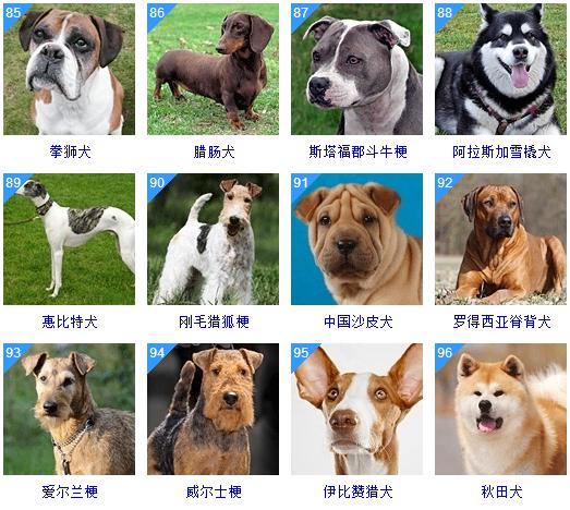 师,及14名研究警卫犬与护卫狗的专家对各种名犬种进行深入观察与研究