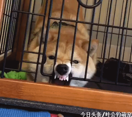 柴犬被关笼子里心情很不爽表情却亮了