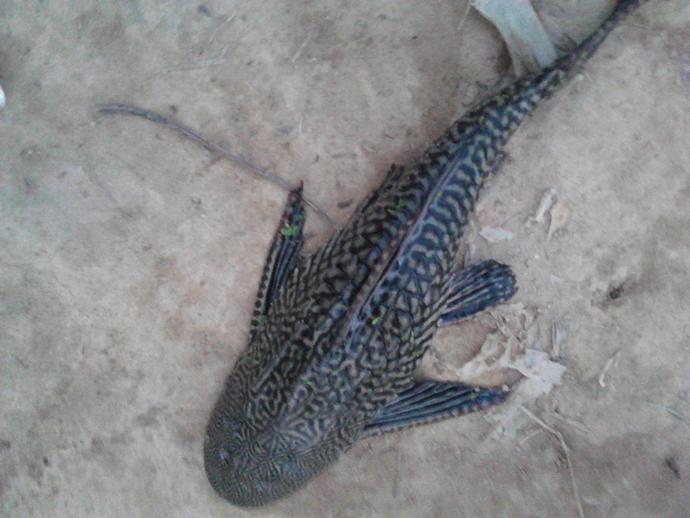 一锅看上去美味的鱼汤,殊不知竟是最脏的"垃圾鱼"