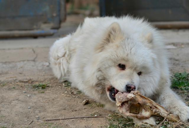农村里的萨摩耶,没有狗粮只好自己找骨头啃