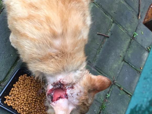 家猫不老实找流浪猫打架,结果脑壳上破了个大洞